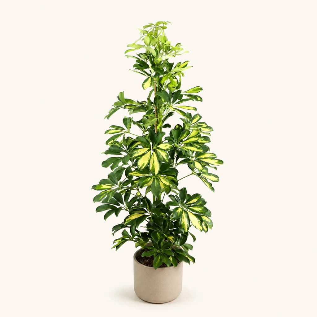 Schefflera Gold Capella