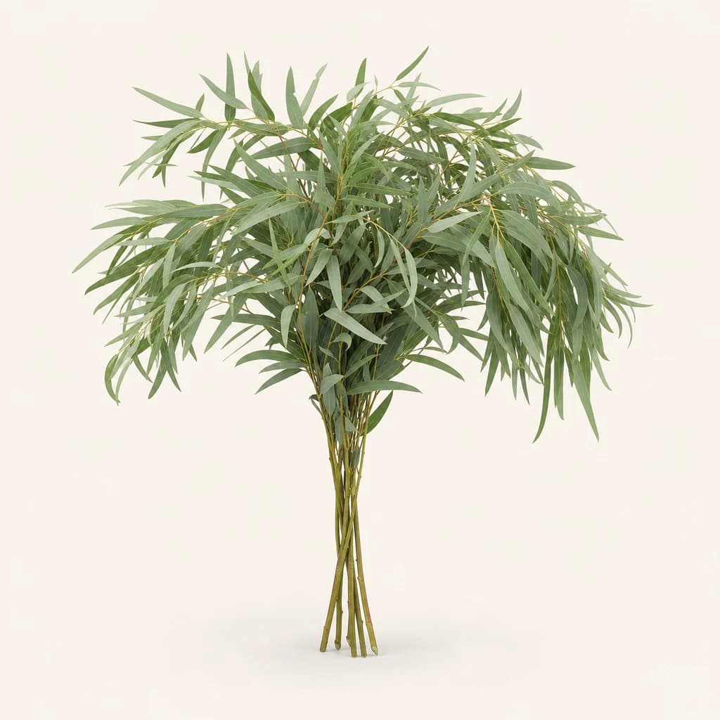Eucalyptus nicholii frais