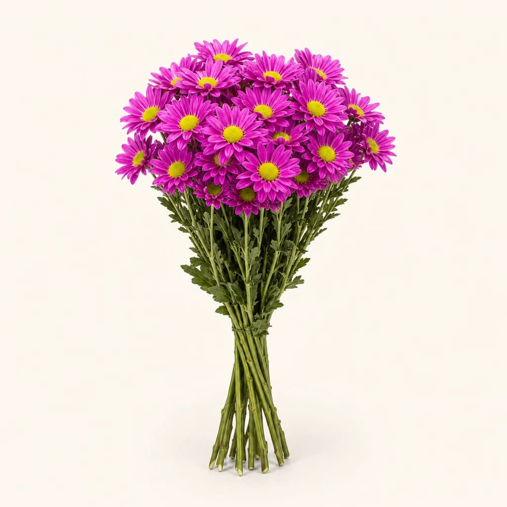 Crisantemo Memphis fucsia, lote de 20 tallos (Chrysanthemum)