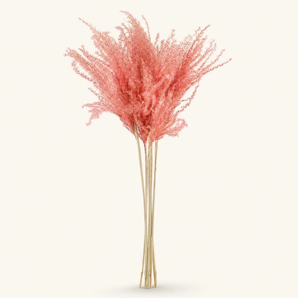 Plumeiro da pampa (Cortaderia) rosa claro, 5 talos de 70 cm