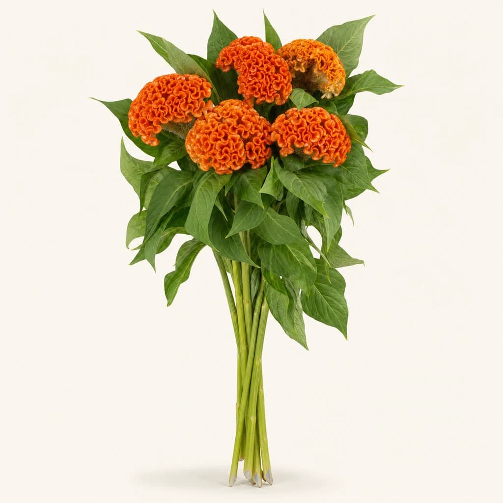 Ram de 5 Celosia cristata (cresta de gall) Act Zara taronja