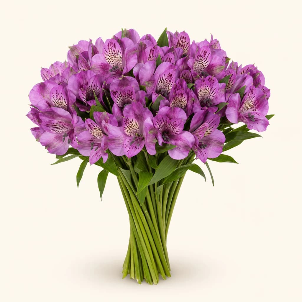 Ramo de Alstroemeria lavanda (lirio de los Incas)