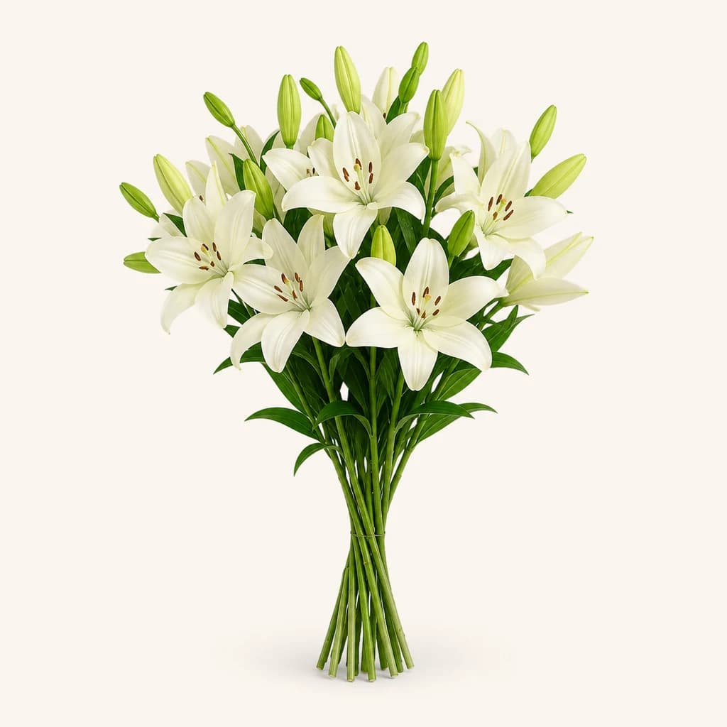 Lys asiatique blanc (Lilium)
