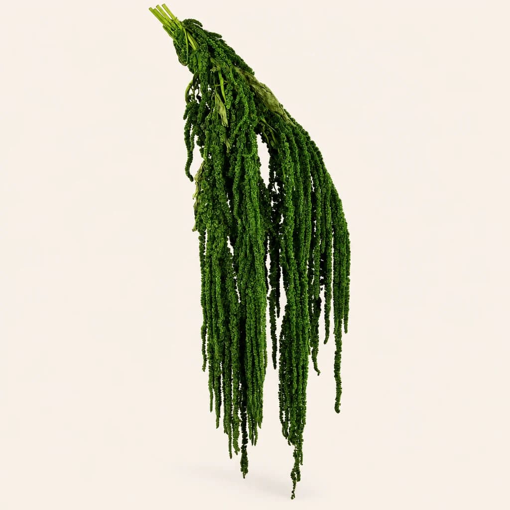 Amarante préservée vert foncé (Amaranthus)