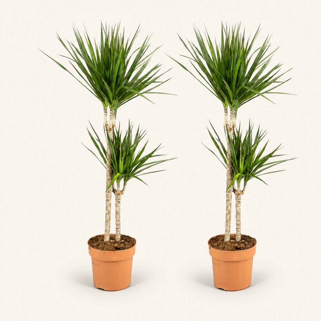 Dracena Marginata (Dracaena)