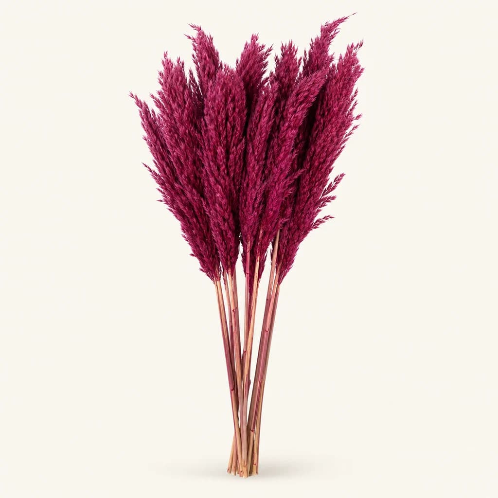 Pluma preservada fucsia