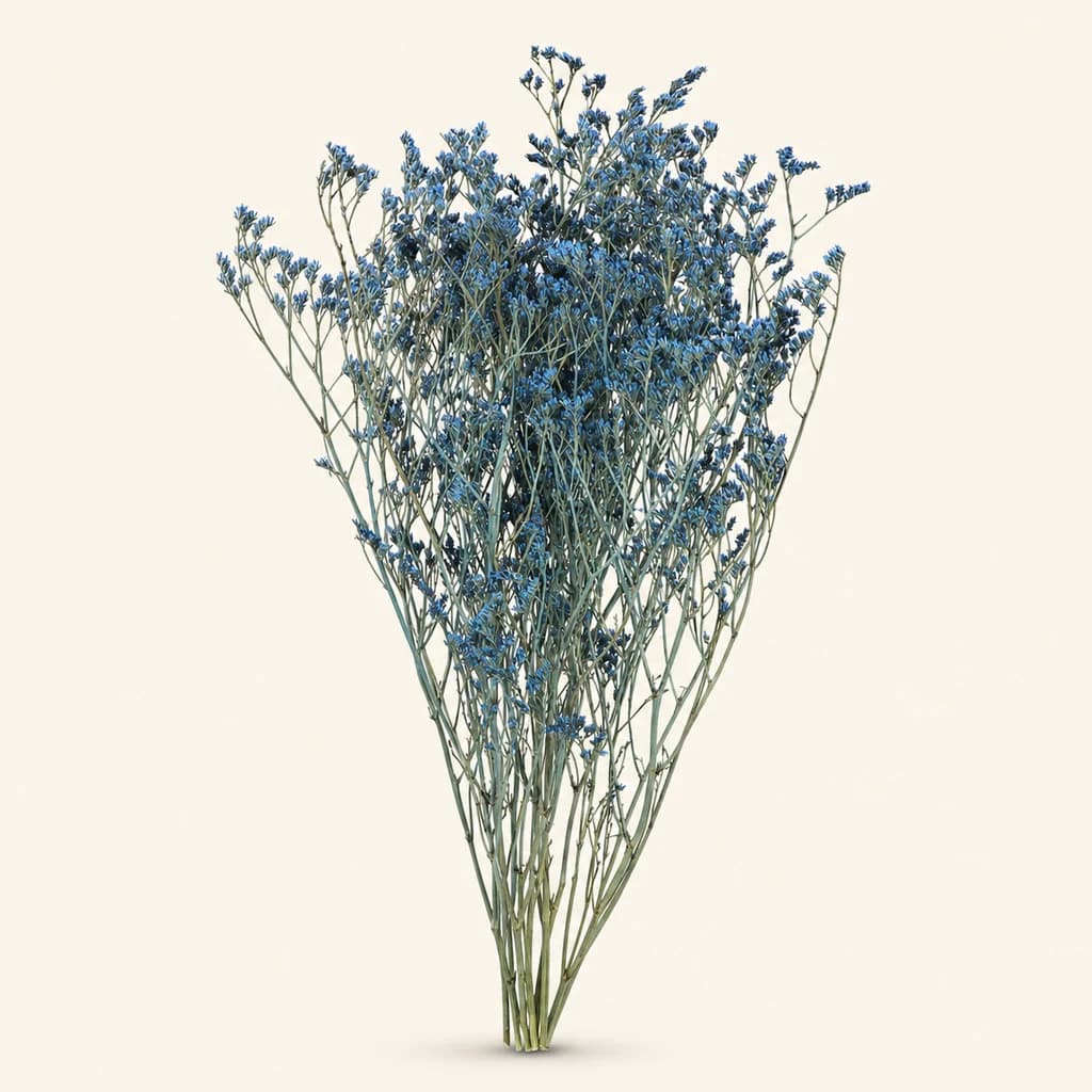 Limonium préservé Bleu Clair