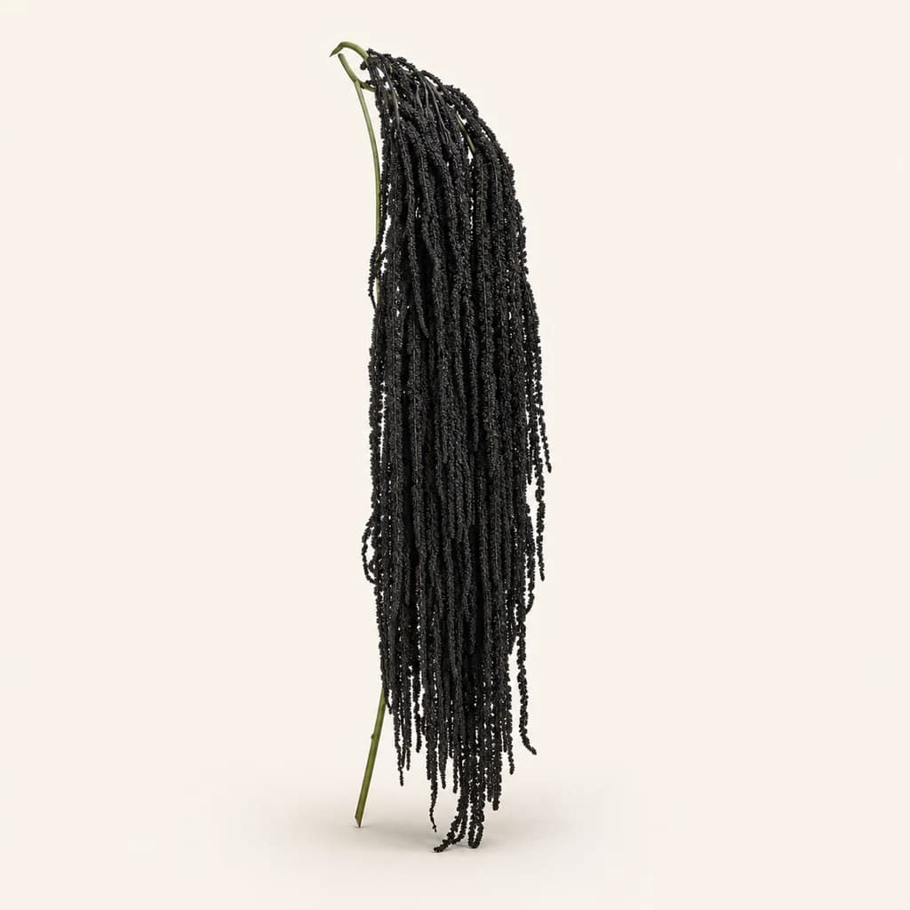 Amarante préservée Noire (Amaranthus)