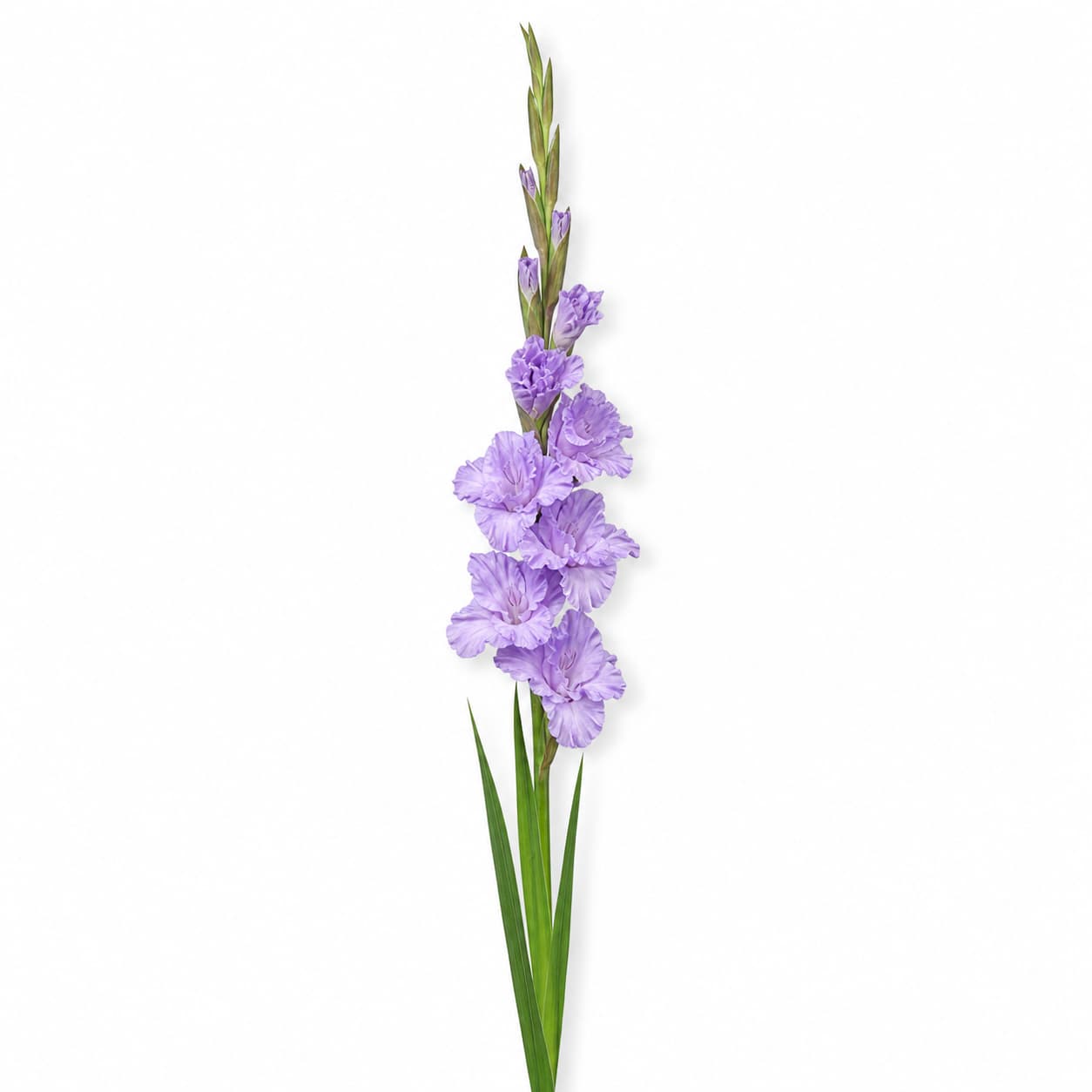 Bouquet de glaïeuls Milka lavande (Gladiolus 'Milka')