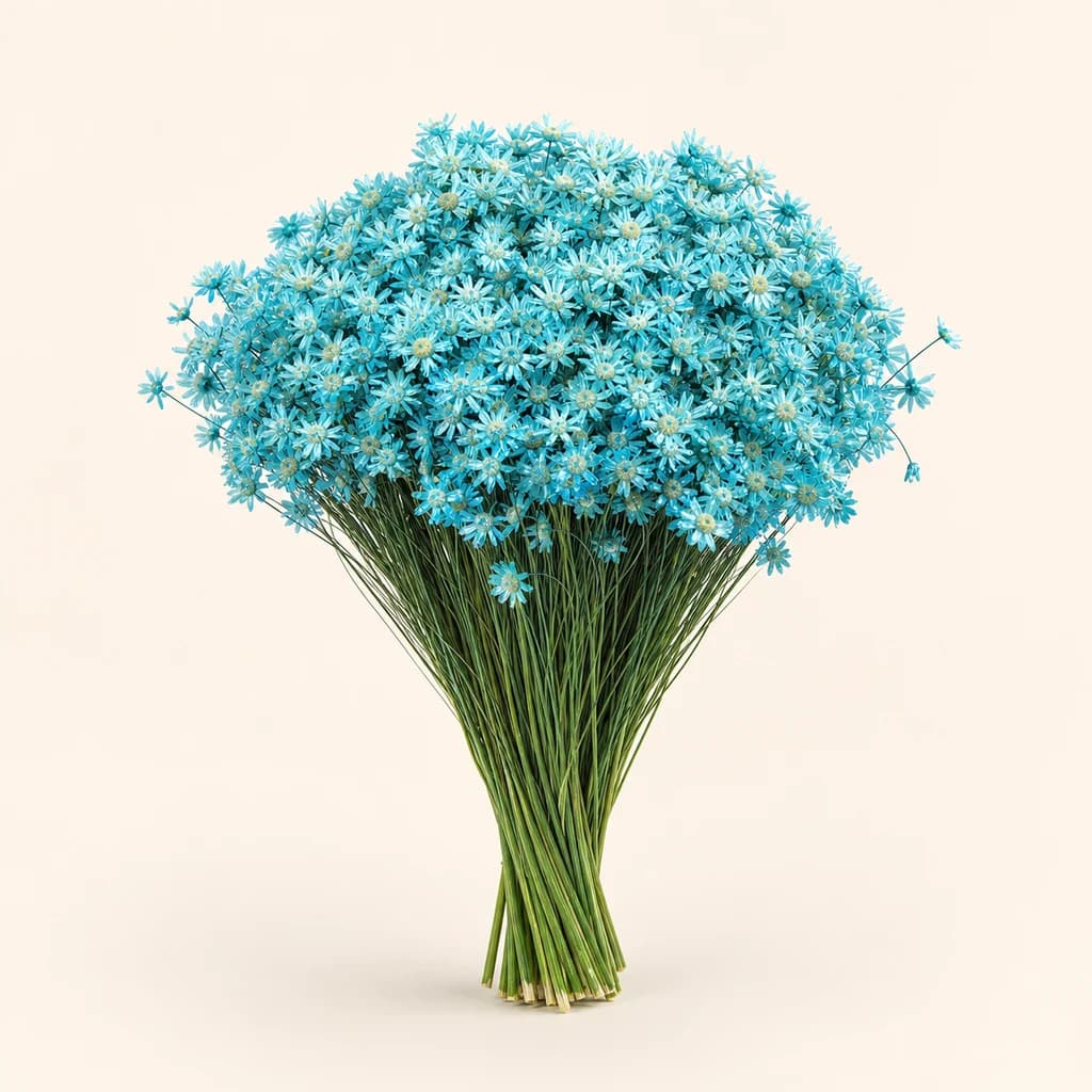 Macela seca Azul