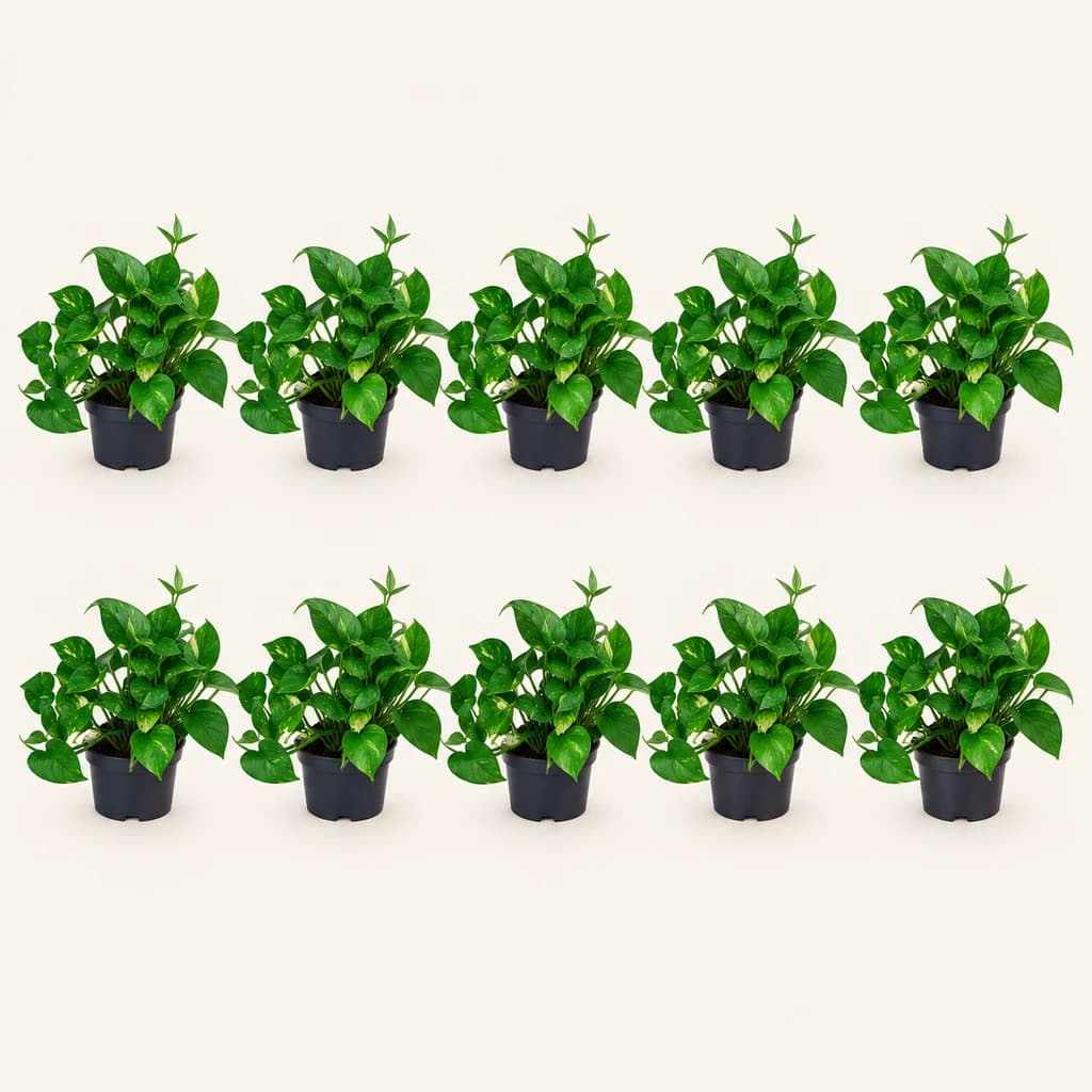 Pothos Aureum