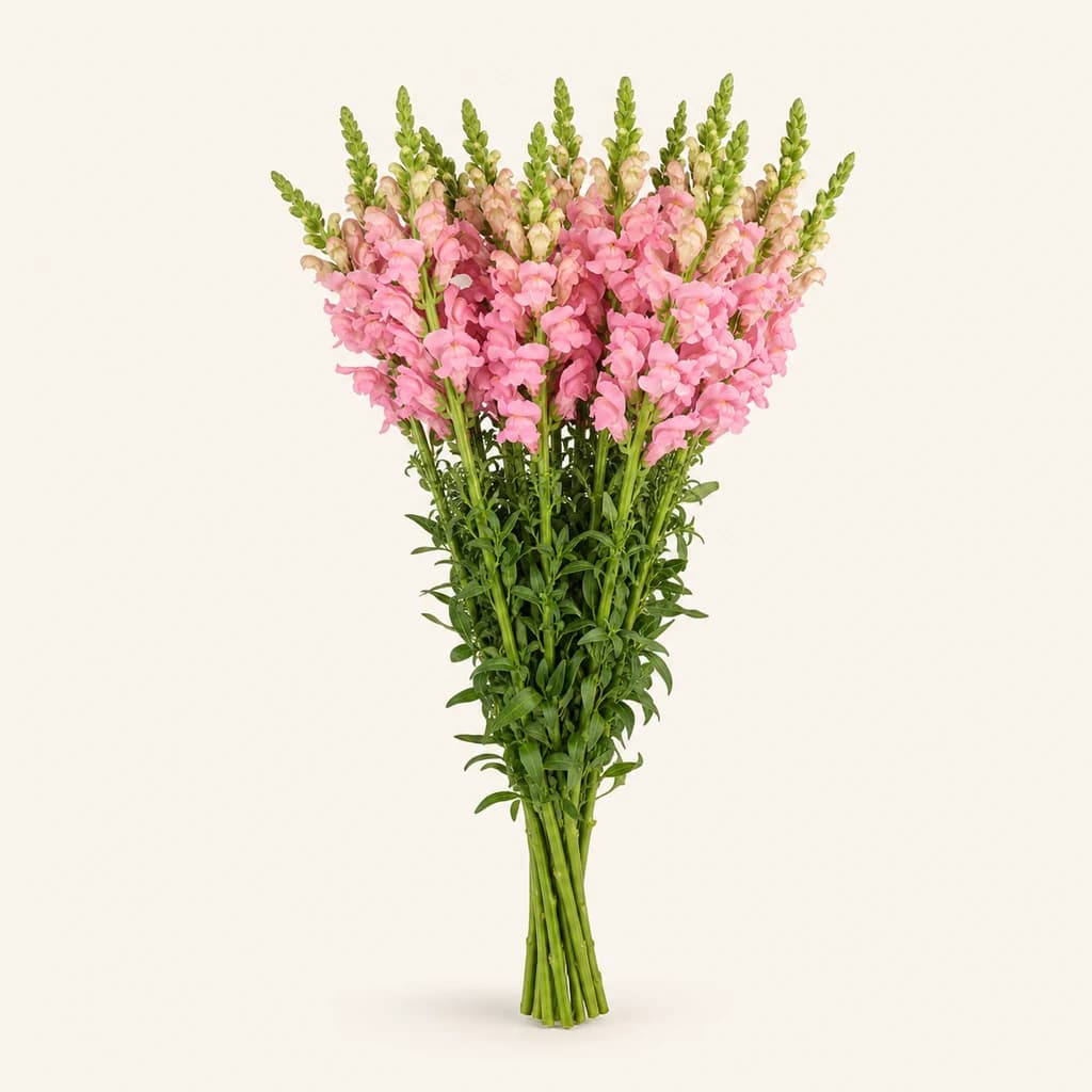 Dragoi-ahoa arrosa (Antirrhinum majus)