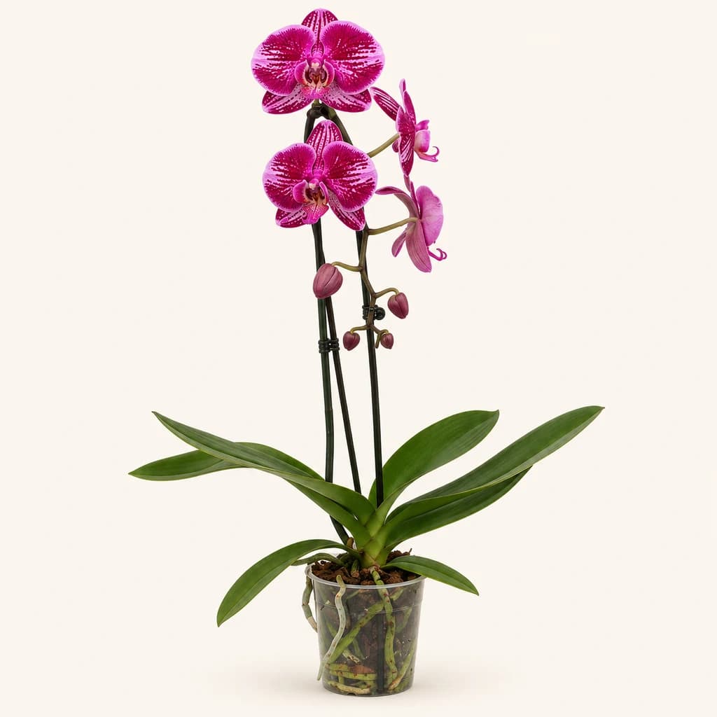 Orquídea-borboleta Phalaenopsis Cascade Fortune Teller fúcsia 1 planta
