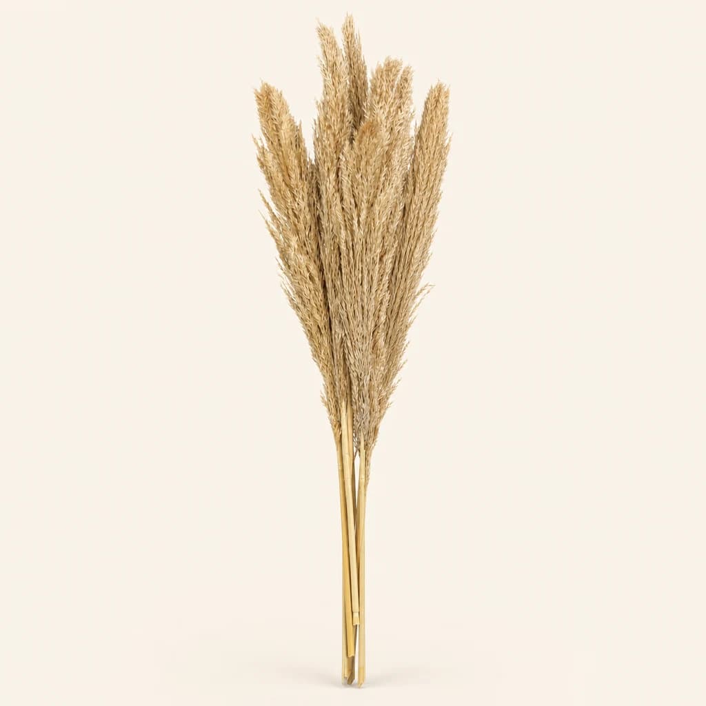 Plumeiro preservado Natural (Cortaderia selloana)