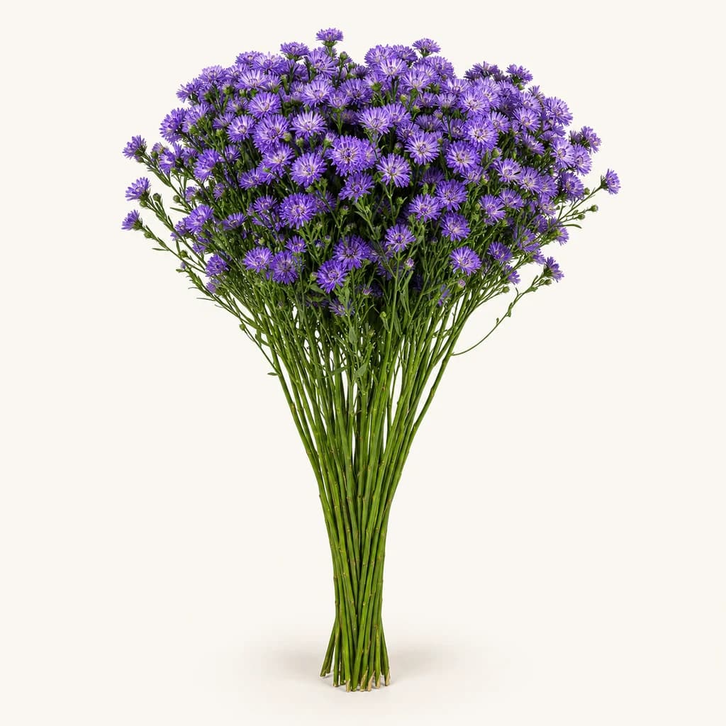 Aster Dark Milka morado, lote de 25 tallos