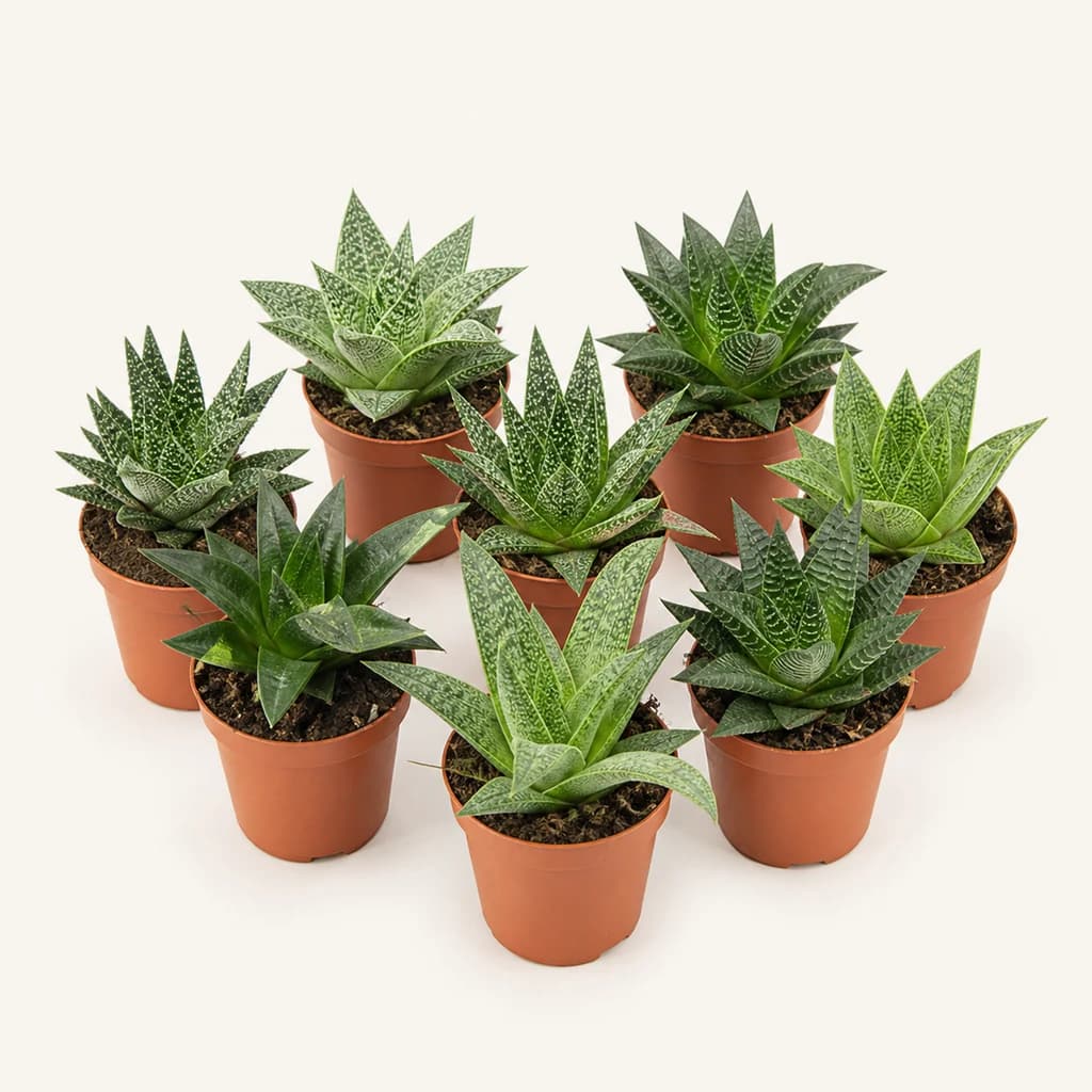 Assortiment d’Aloe i Haworthia verds de 12 cm
