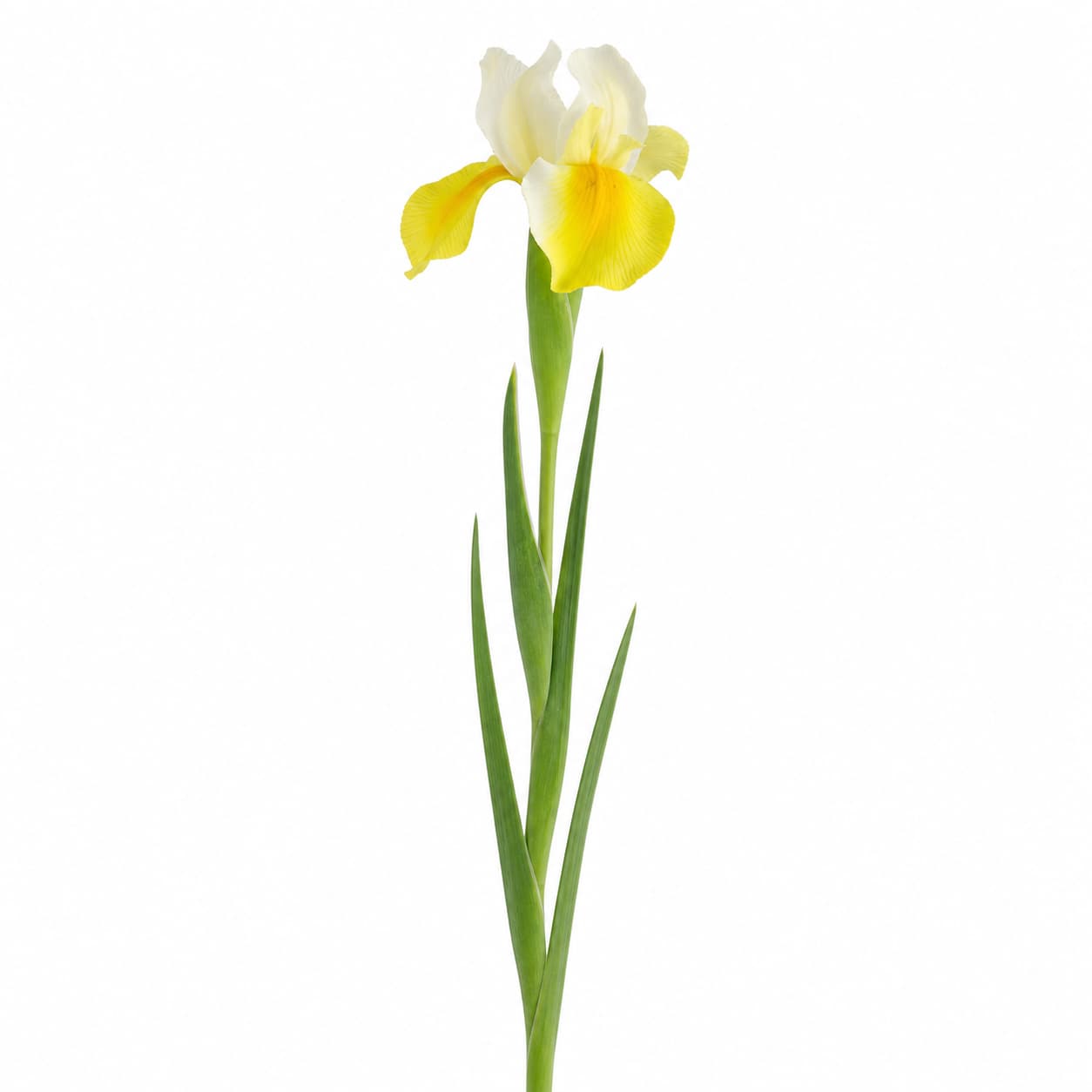Ram d'iris Apollo blanc i groc, lot de 50 tiges