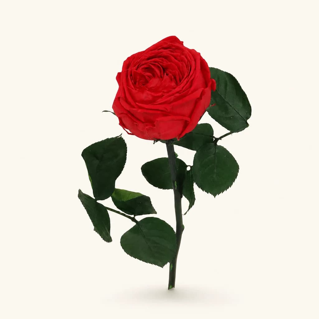 Rosa eterna de xardín Rosa e Verde