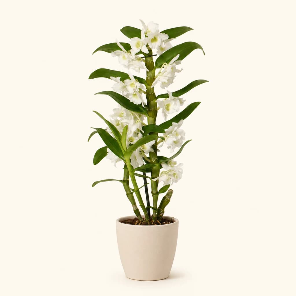 Dendrobium Apollon zuria