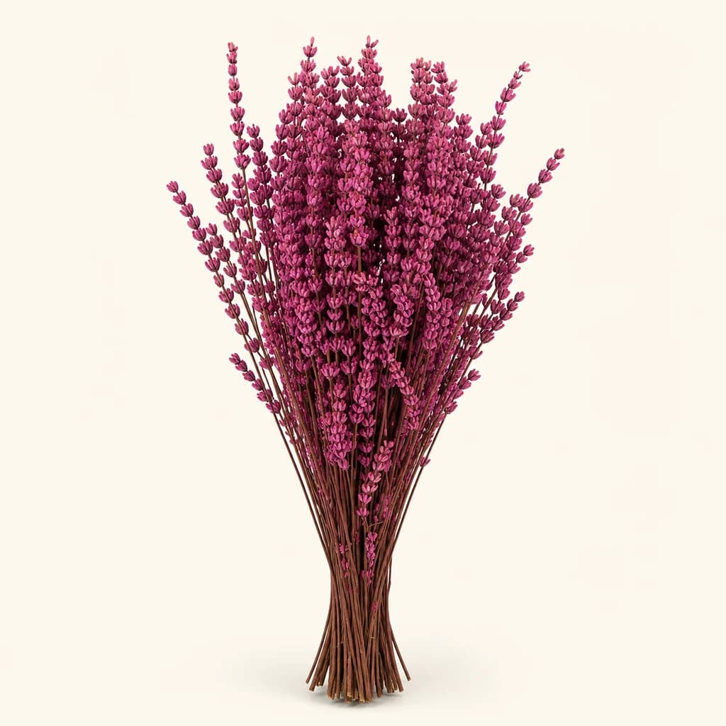 Lavandula (espígol) preservada fúcsia 45 cm