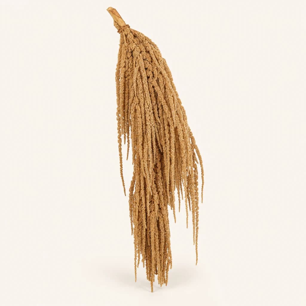 Amaranthe Stabilisée Naturelle