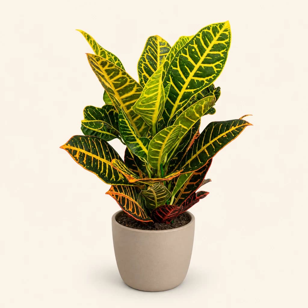 Croton Petra (Codiaeum)