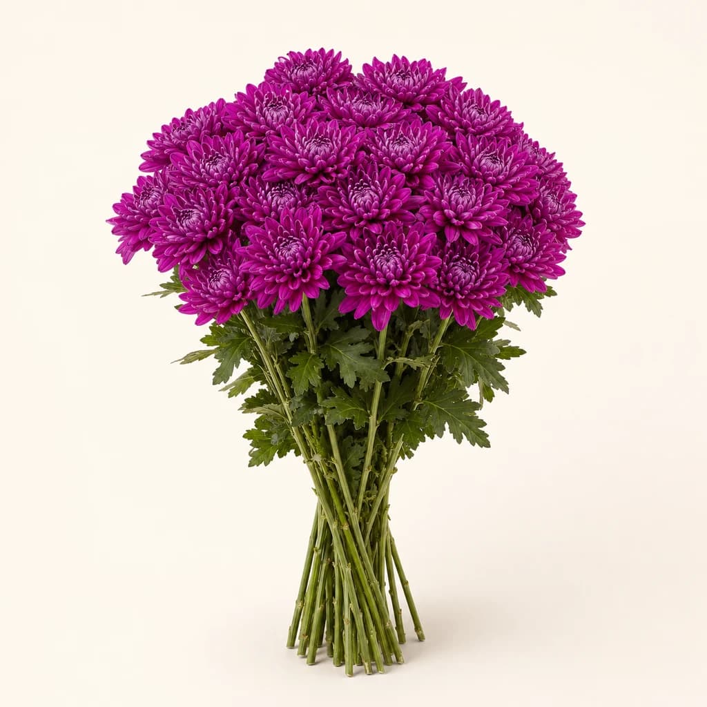 Crisantem Andrea porpra, lot de 20 tiges (Chrysanthemum)