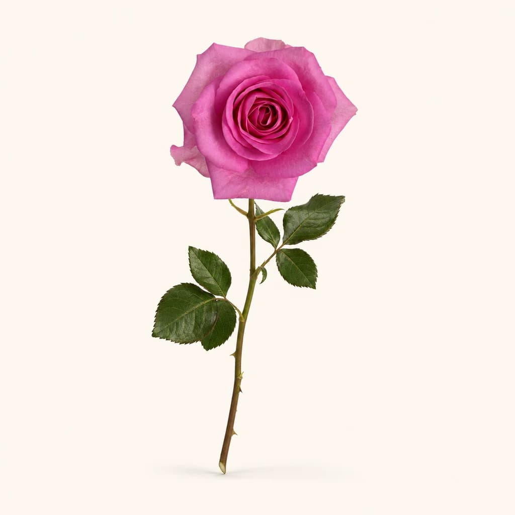 Rosa Aqua color rosada