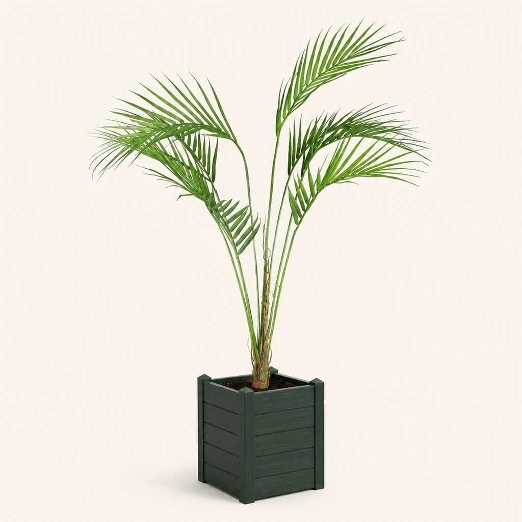 Palmeira Areca Artificial Nova