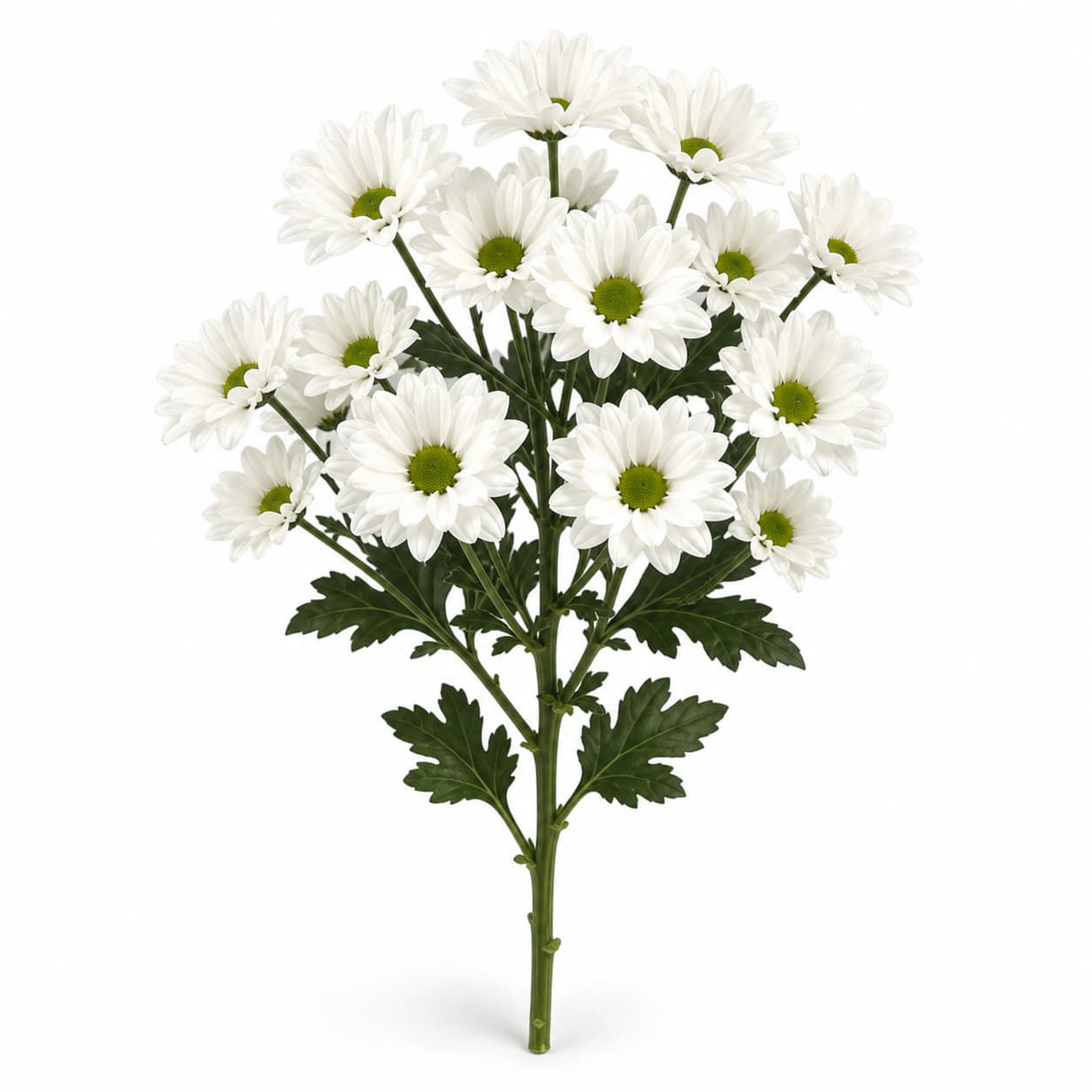 Chic krisantemo zuria (Chrysanthemum)