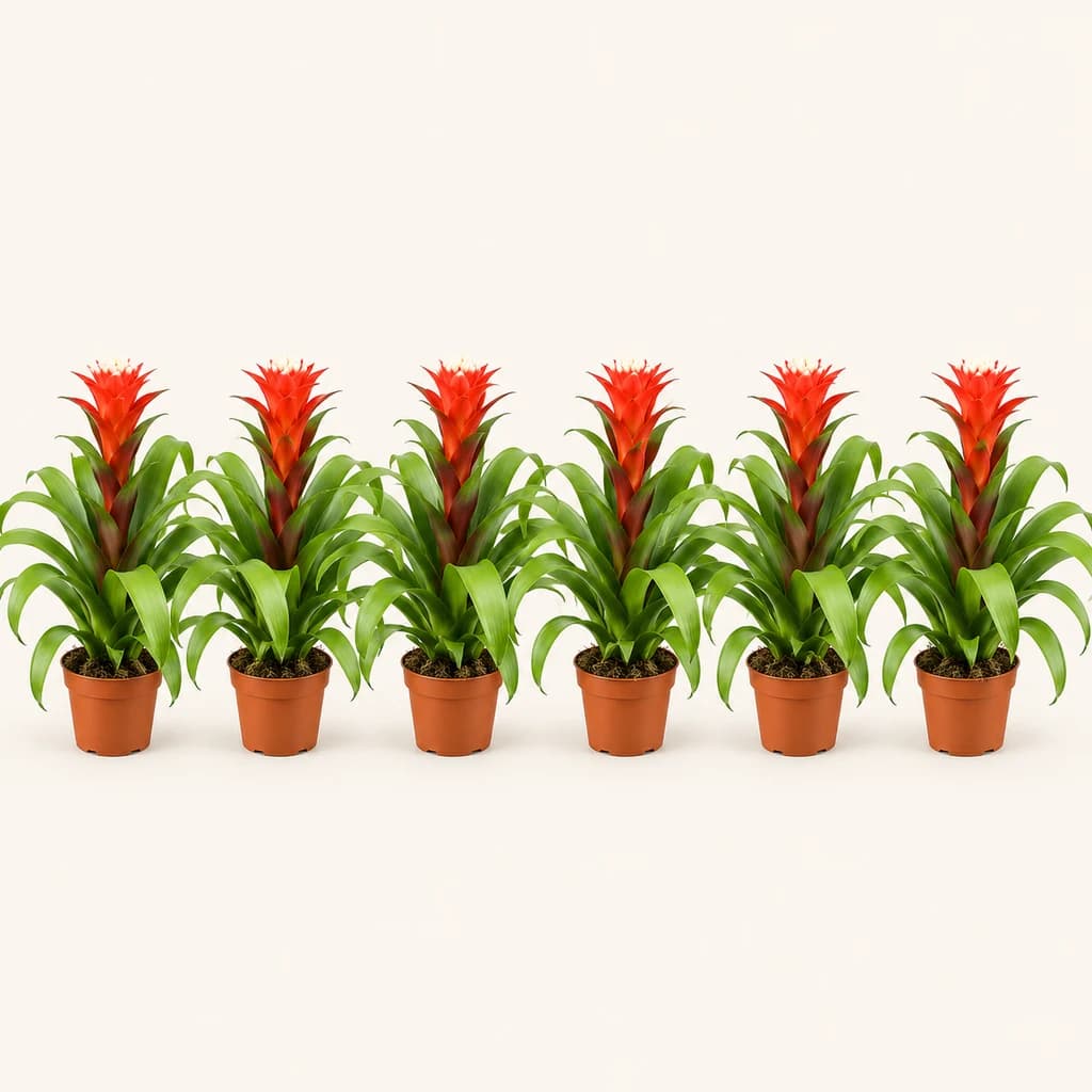 Guzmania Hope bi kolorekoa