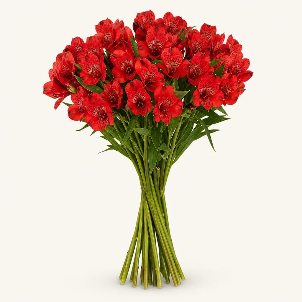 20 Alstroemeria Gorriak Sorta «Romance»