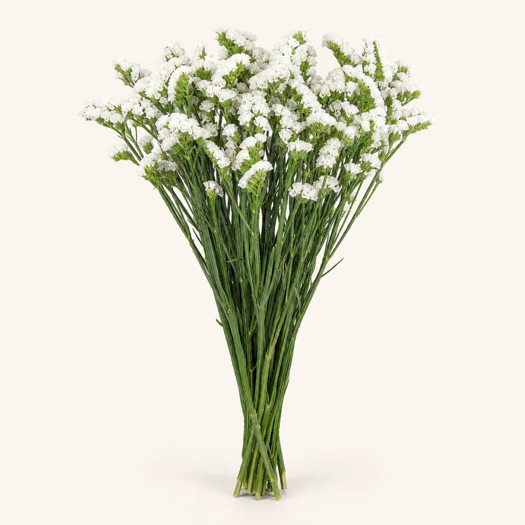 Statice blanc