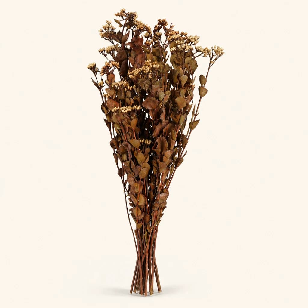 Gipsòfila Preservada Natural