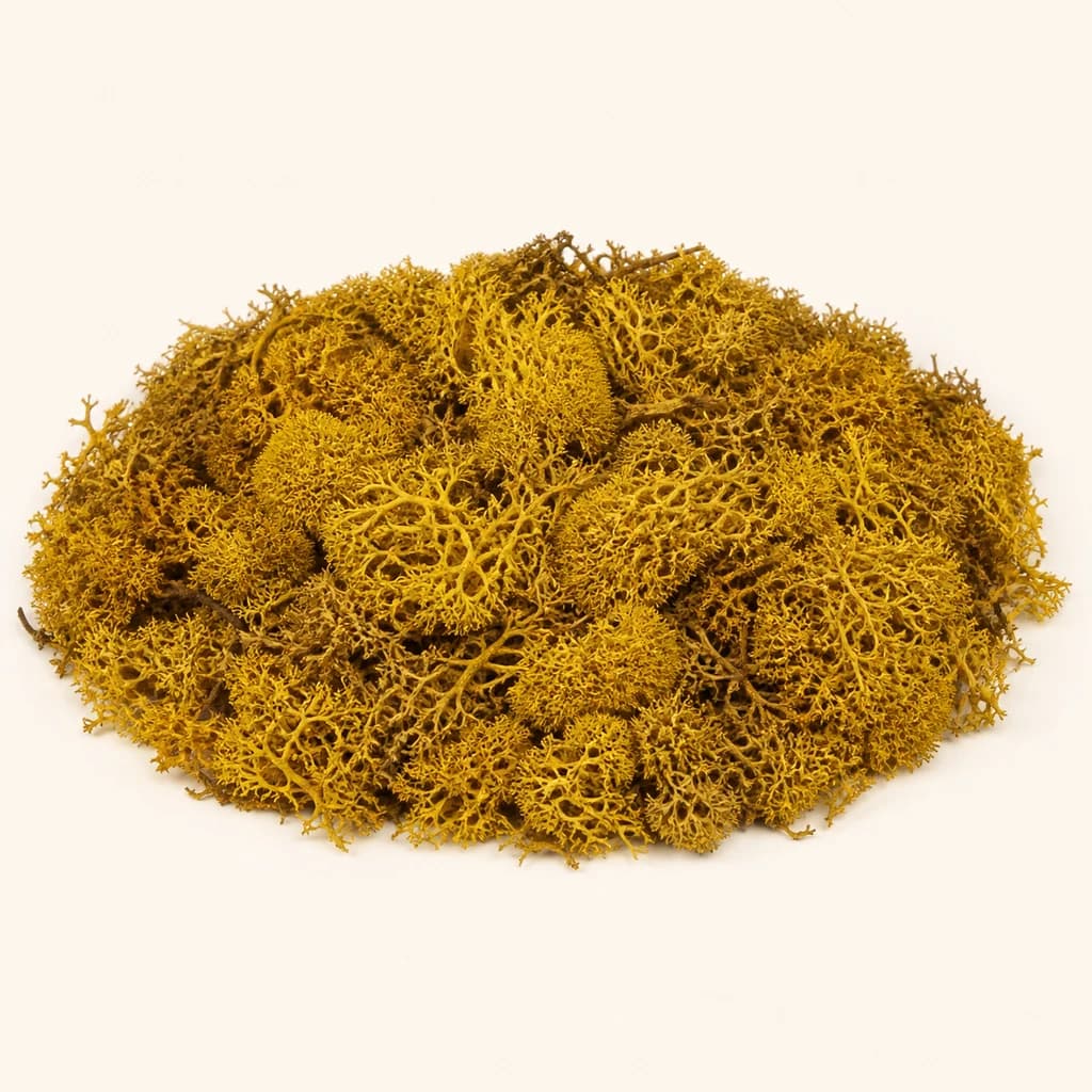 Musgo islandés preservado amarillo