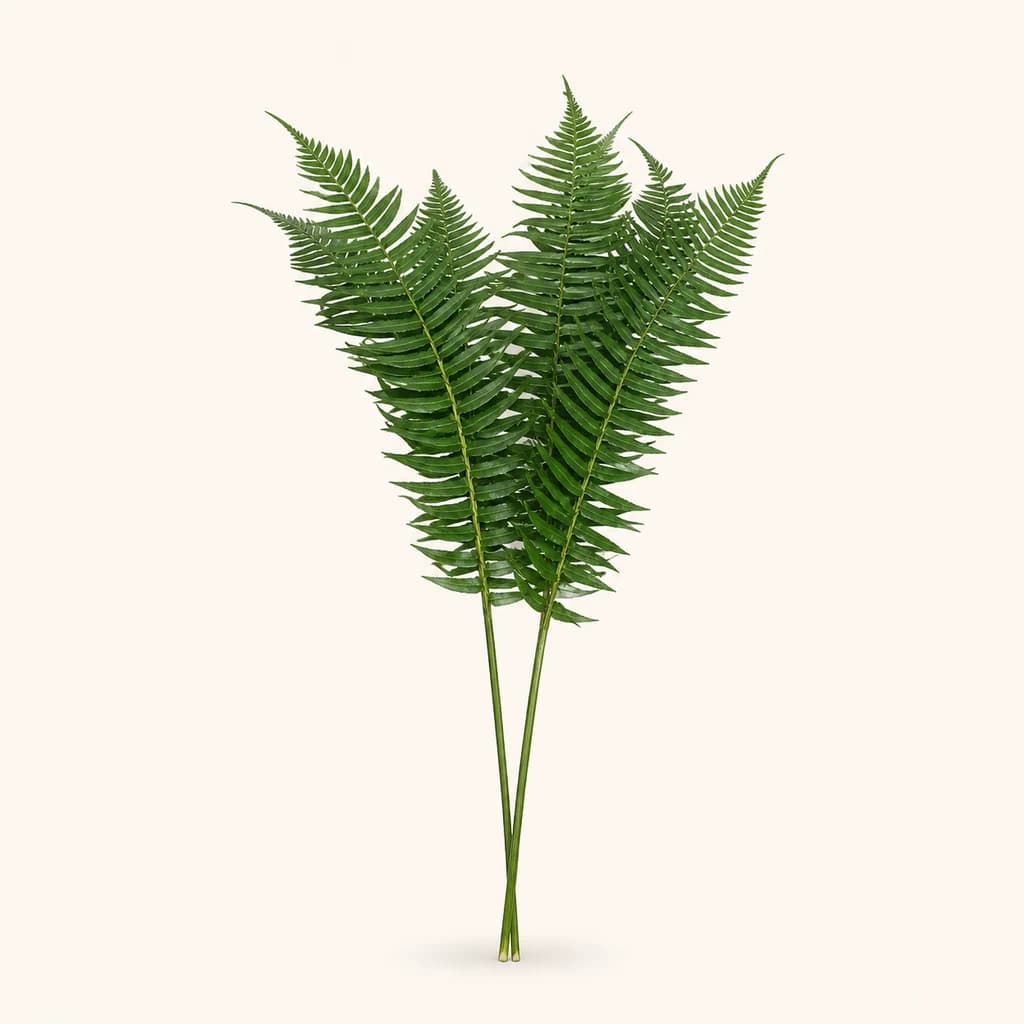 Fento espada Nephrolepis exaltata cortado, 60 e 80 cm