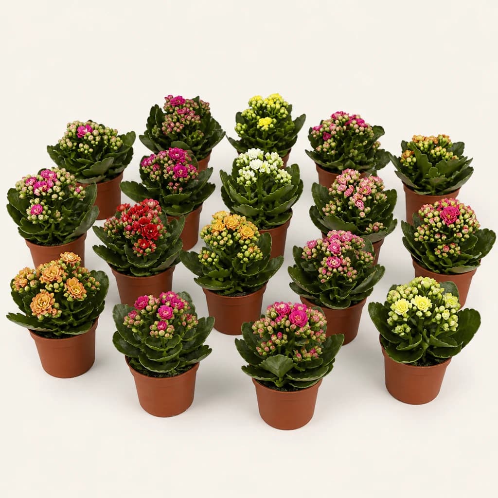 Kalanchoe Rosalina multicolor