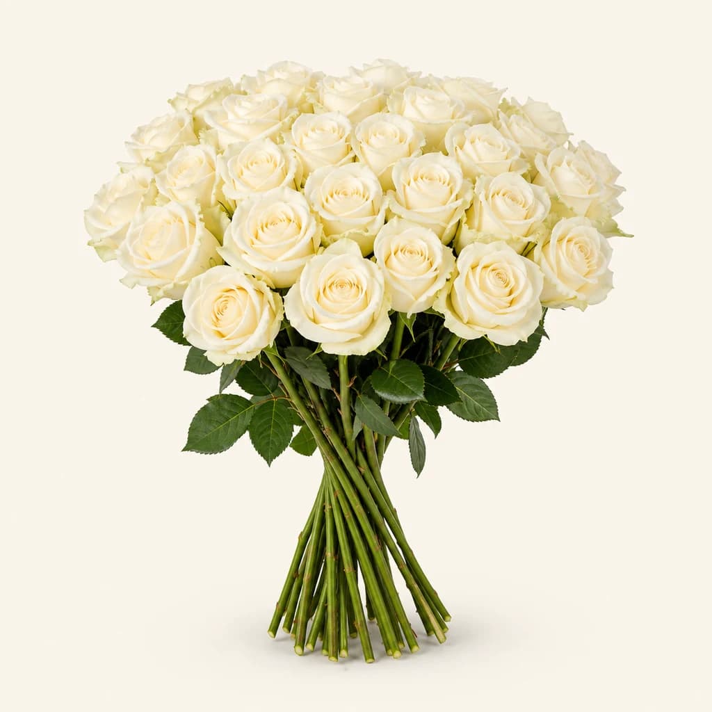 Rosa Athena branca