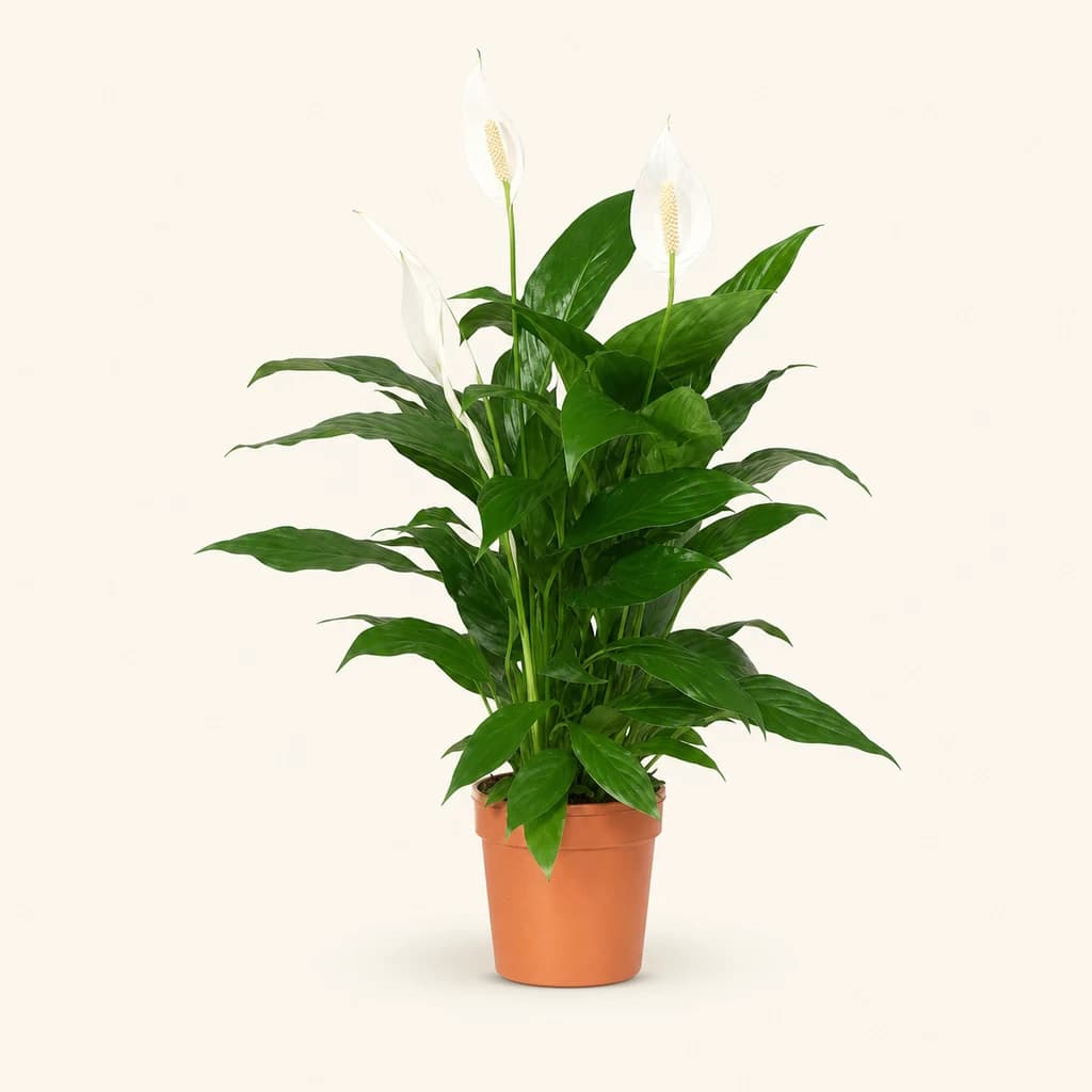 Spathiphyllum Bingo Cupido blanco (flor de la paz) de 80 cm