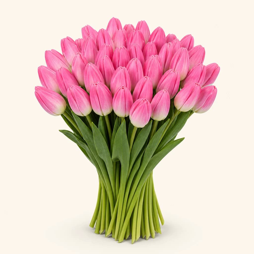 Tulipe Dynasty, lot de 50 tiges (Tulipa)