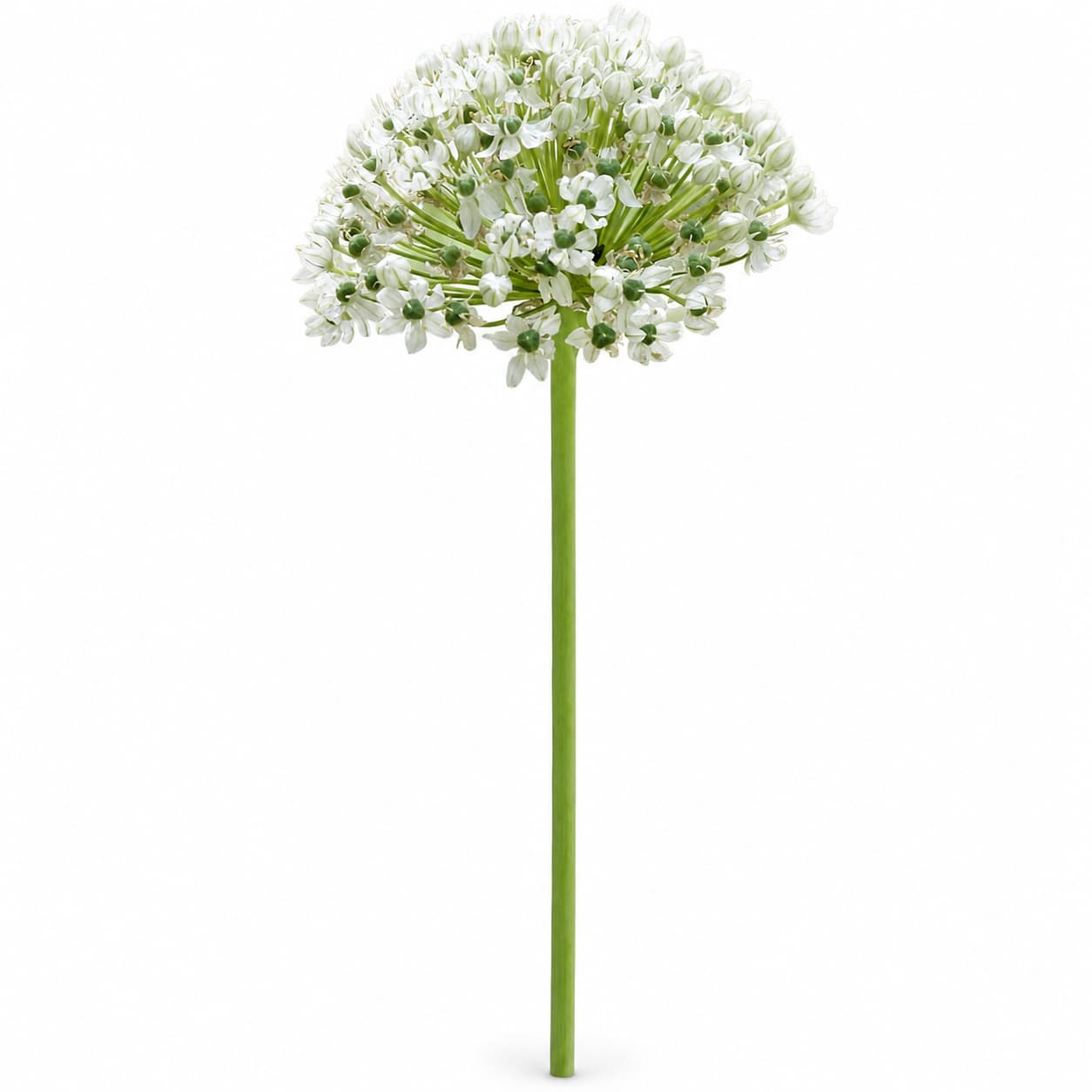 Allium Nigrum branco