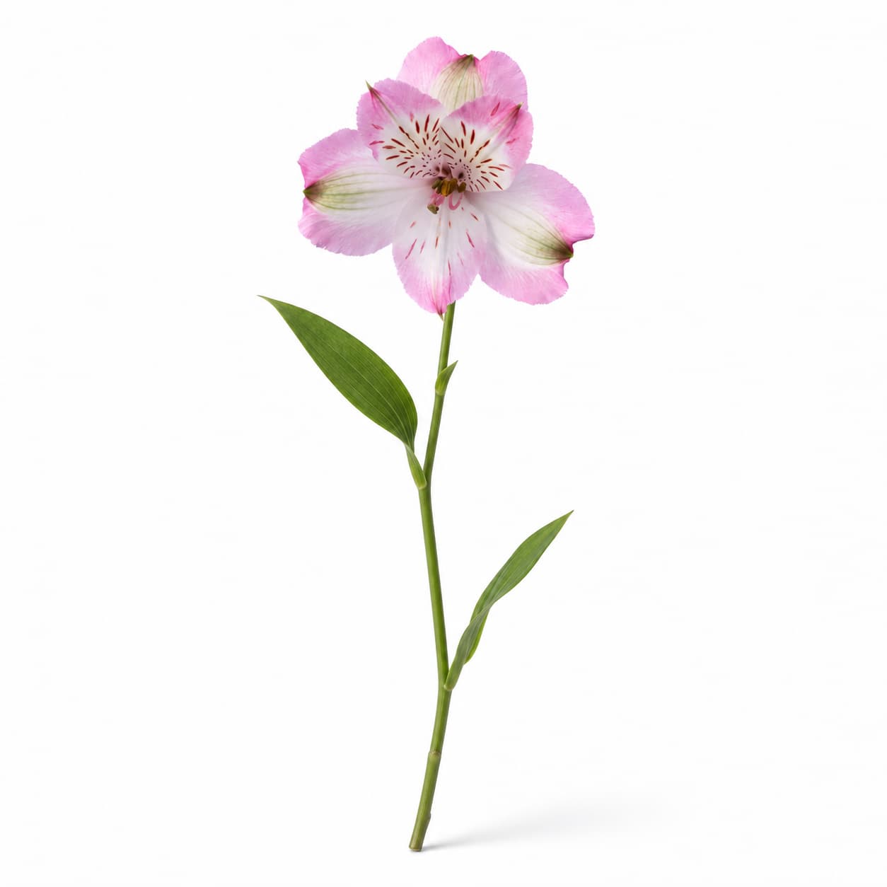 Ramo de alstroemérias rosa (lírio-dos-incas)
