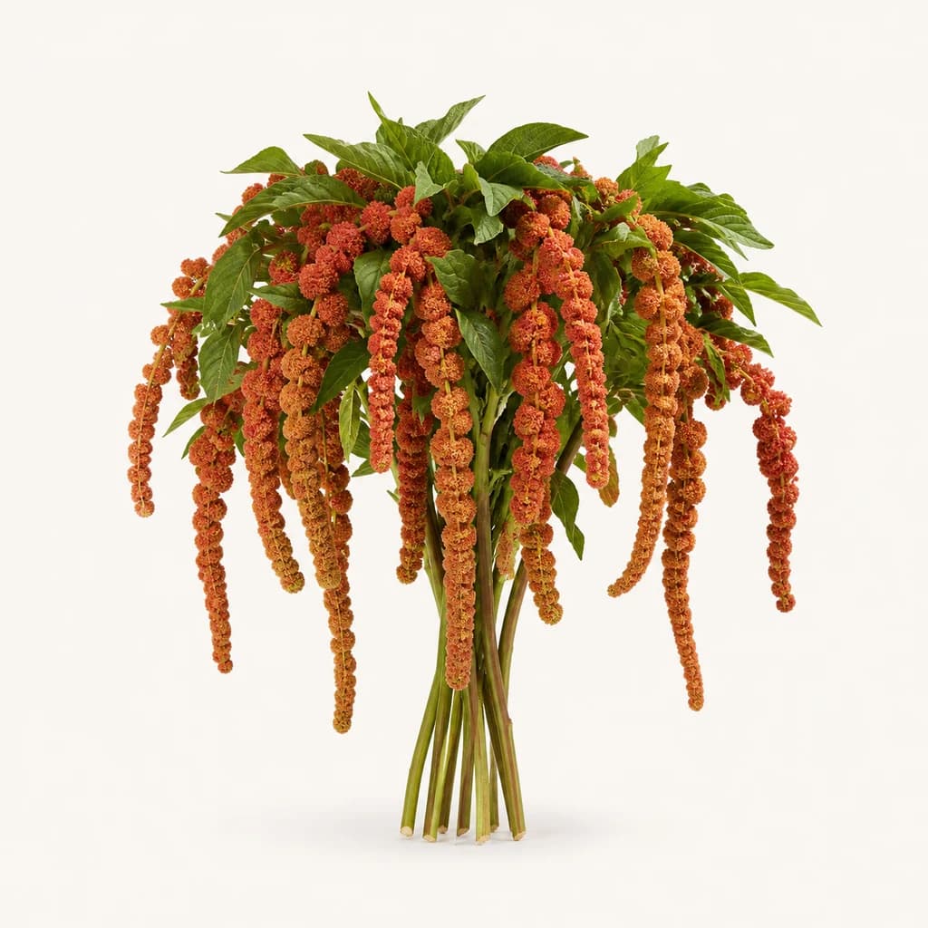 Ramo de 10 Amarantos Coral Fountain Cor Tella (Amaranthus)