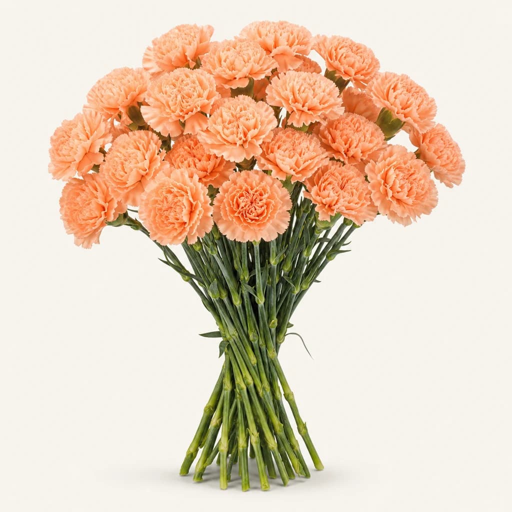 Oeillet Peach saumon