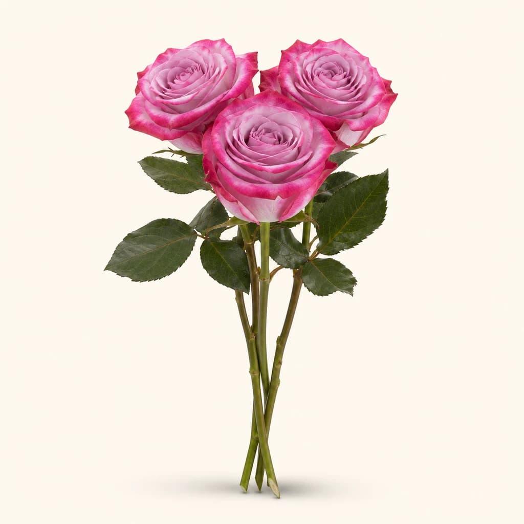Rose Deep Purple violette (Rosa)