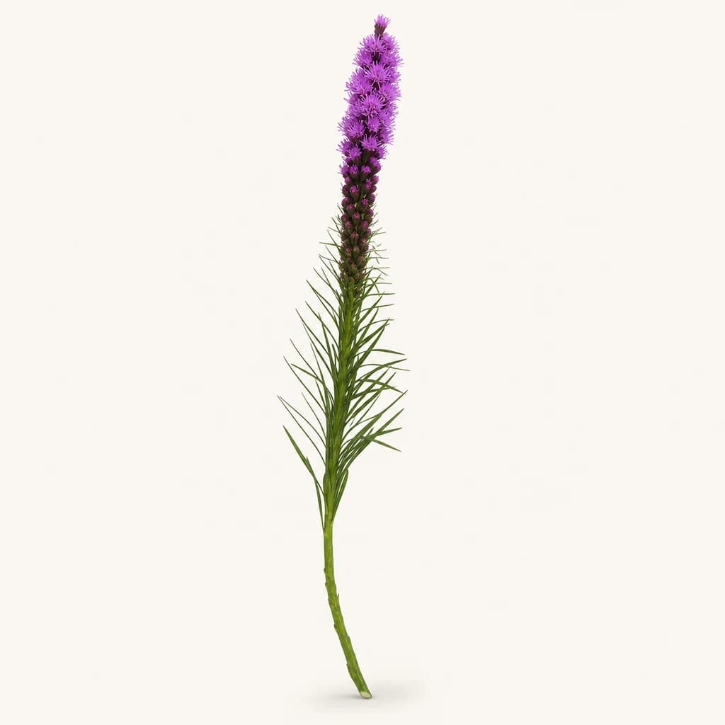 Liatris violet