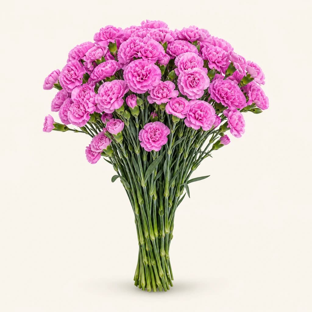 Œillet miniature Malibu lavande (Dianthus caryophyllus)