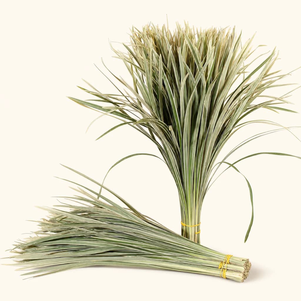 T Grass panaché