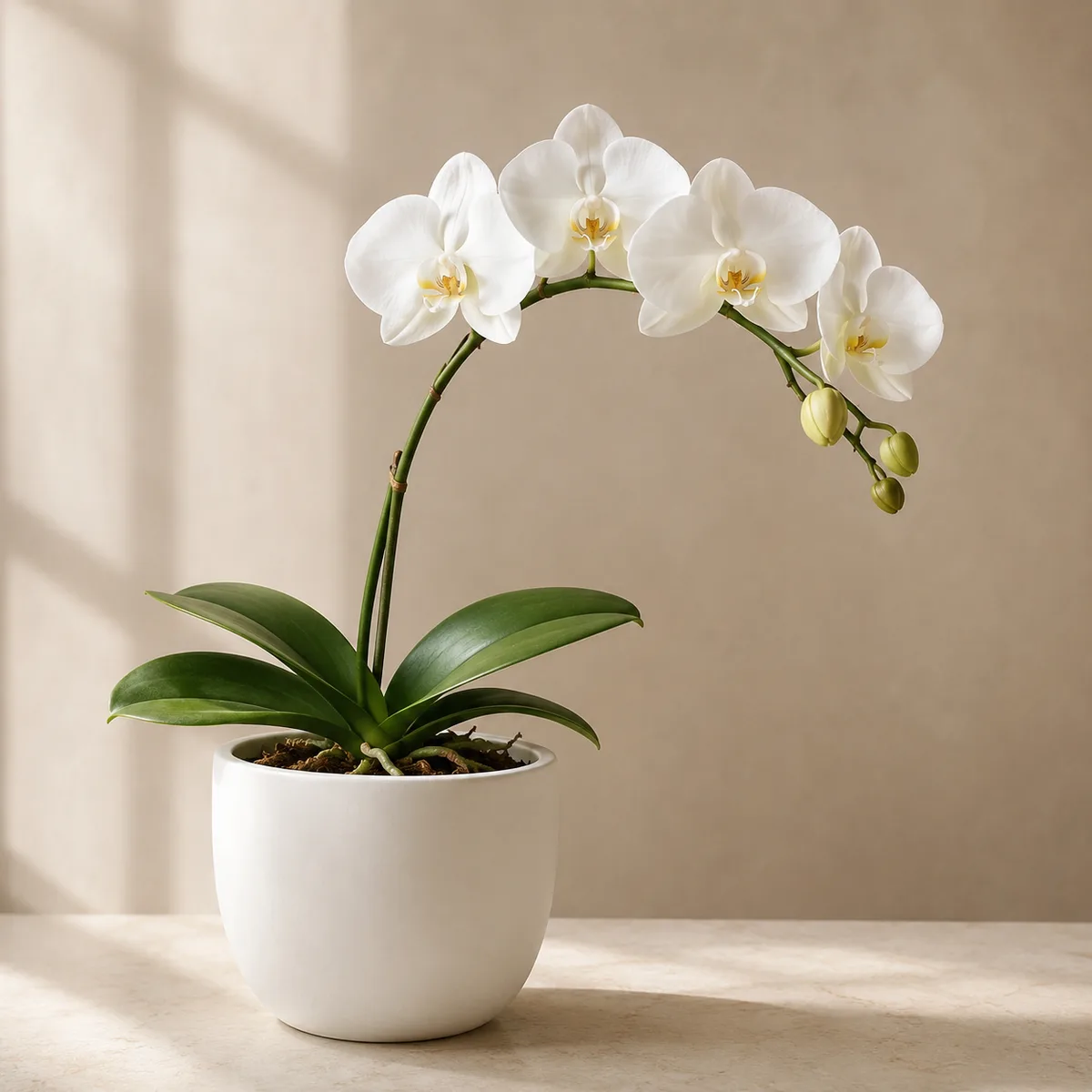 Orquídeas/Dendros