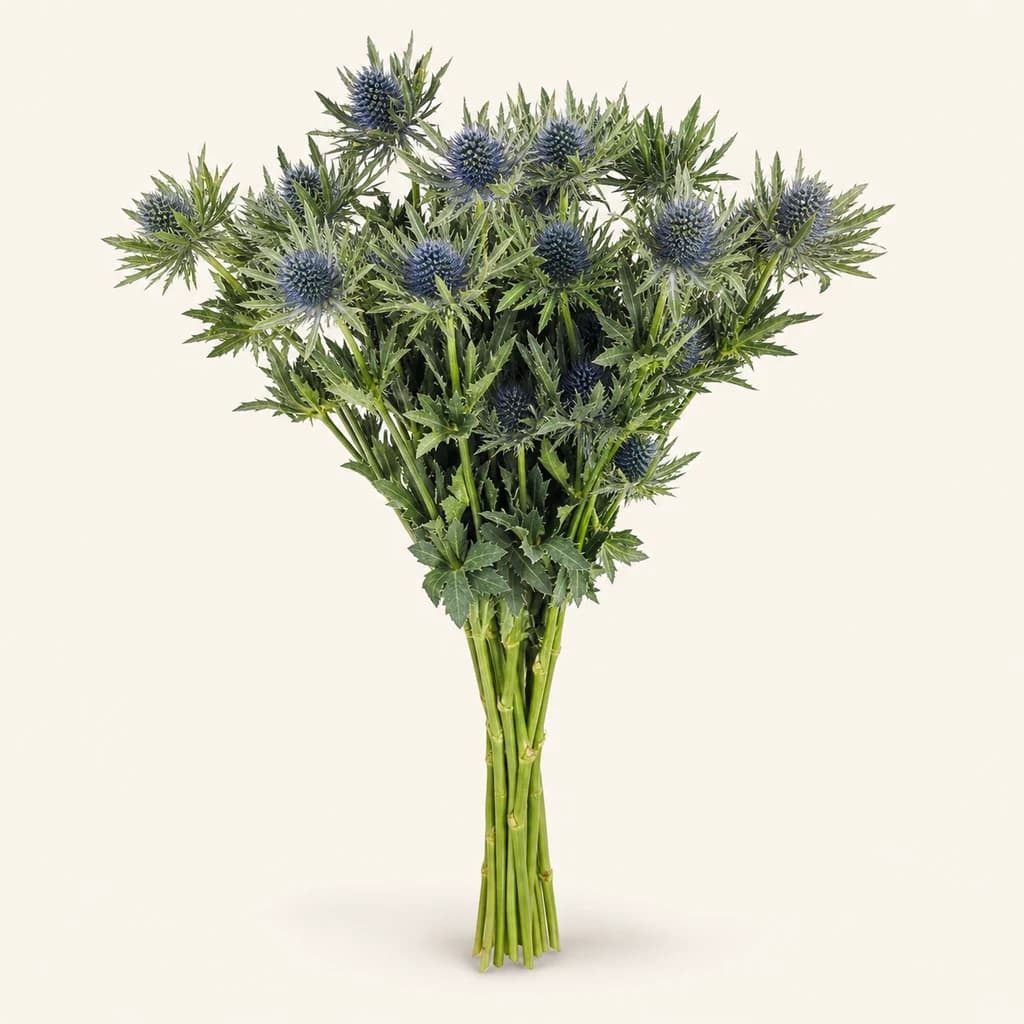 Eryngium Aquarius Azul